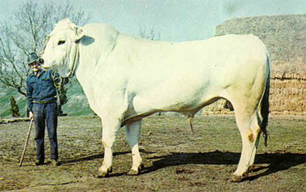 chianina.jpg