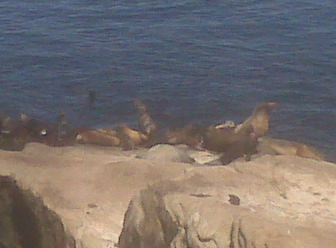 la jolla seals