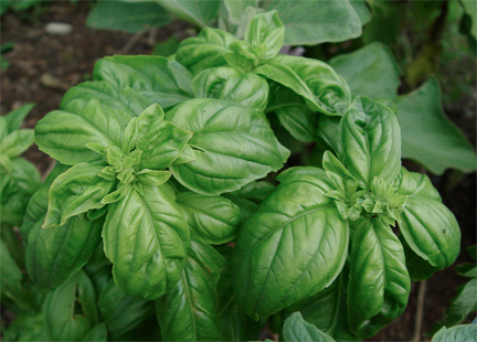 basil