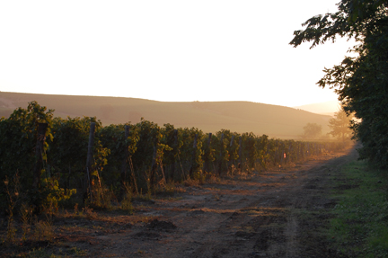 montalcino vineyards