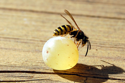 wasp and grape