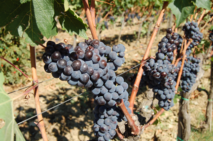 brunello sangiovese grapes