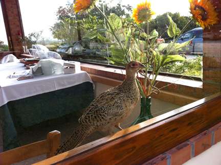 pheasant under glass