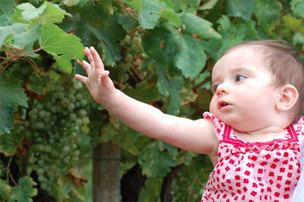 baby in the vineyards