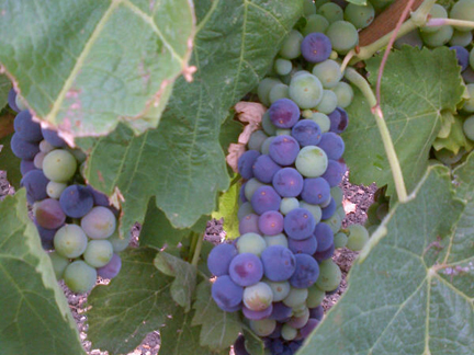 aglianico veraison