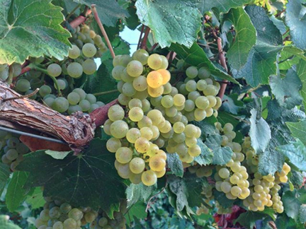 chardonnay southern italy