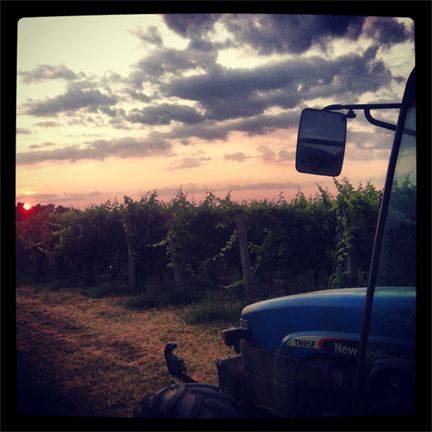 dawn in the vineyard italy
