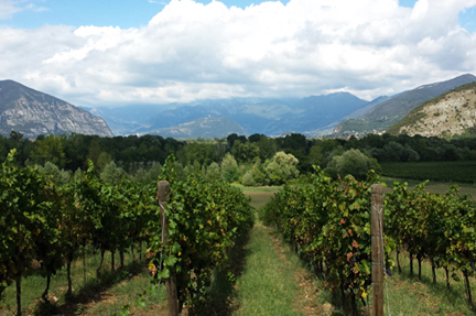 franciacorta terroir pinot noir nero