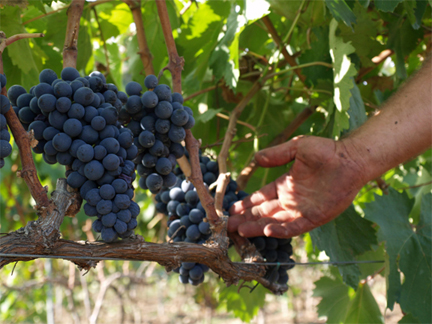 negroamaro grape bunch harvest