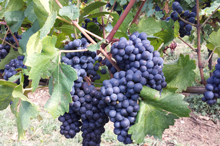 pinot noir italy nero porn