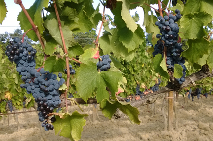 masseto merlot ornellaia