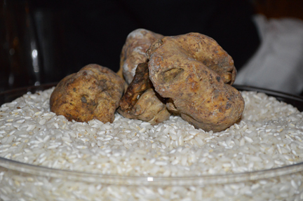 best white truffle alba 2013