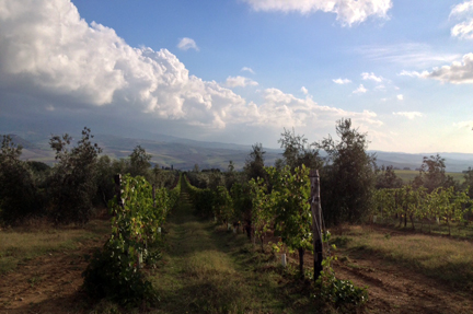 val orcia tuscany wine