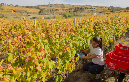 grape harvest sardinia