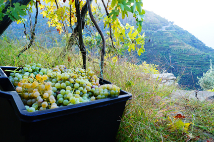 italy vintage 2013 harvest notes