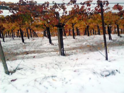 pergola trained vineyards