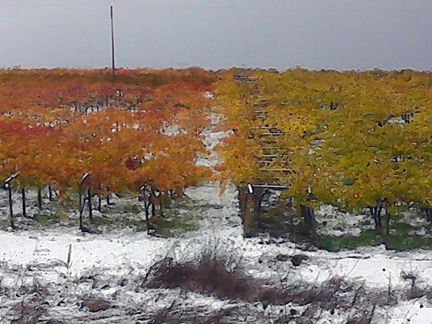 tendone training vineyards