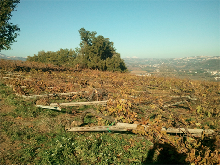 valentini vineyards destroyed