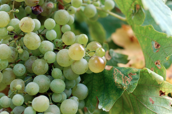 best prosecco new york