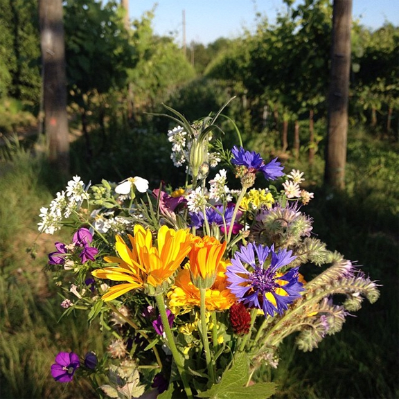 blue bottle flower corn Cyanus segetum