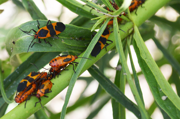 milkweed beetles insectary