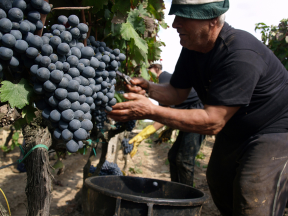 best negroamaro harvest 2014