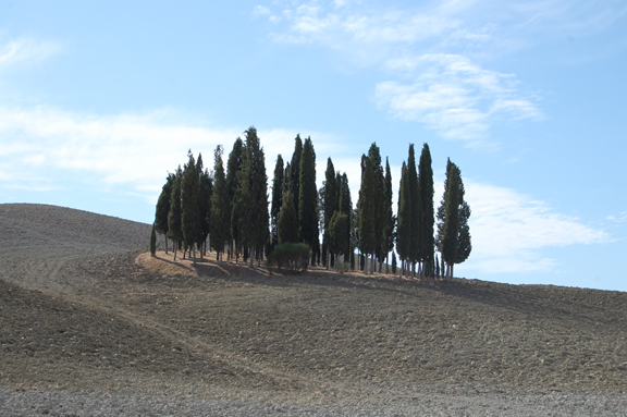 tuscan cypress trees montalcino
