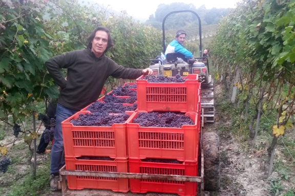 best barolo monforte alba 2014