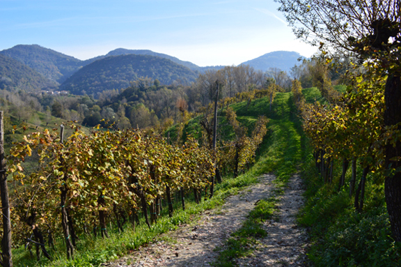 prosecco-valdobbiadene-conegliano
