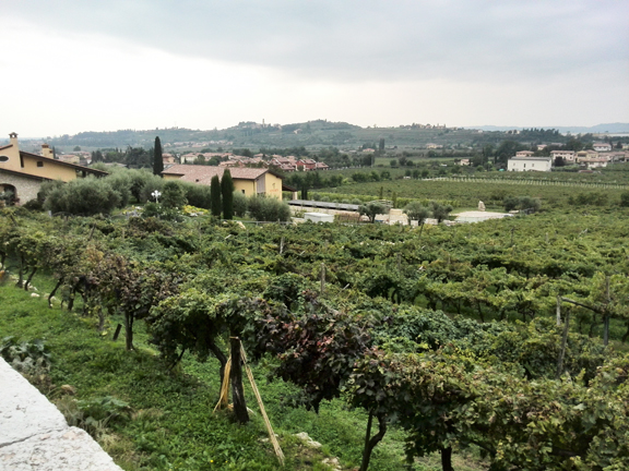 hillside vineyard valpolicella amarone