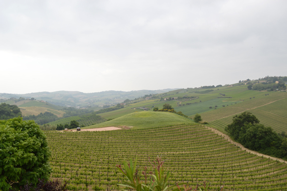 italian country side wine italy