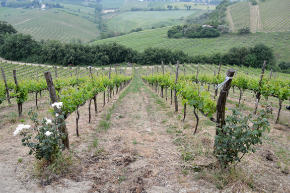 marche marches vineyards wine agriturismo