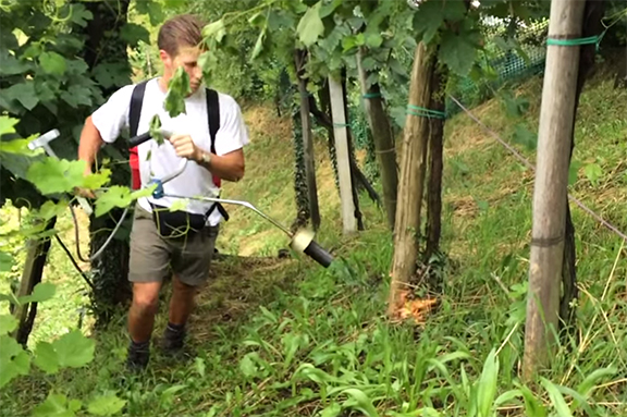 weed torch flamer vineyard