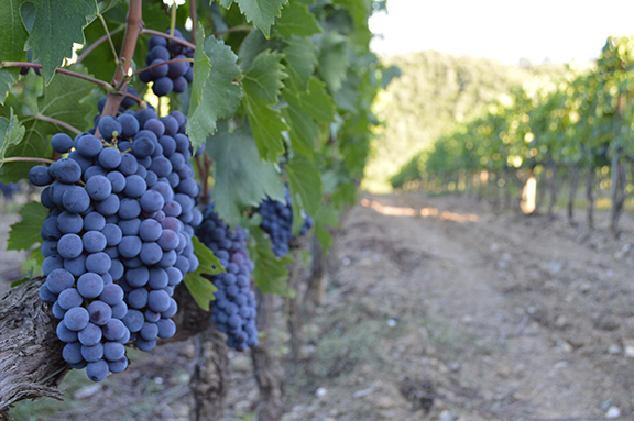 best monica larner brunello