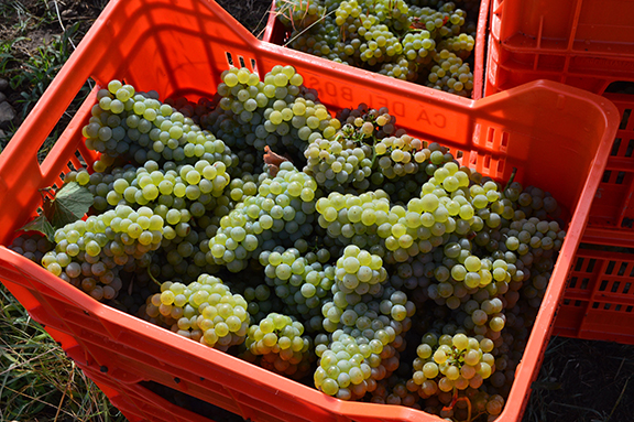 ca del bosco chardonnay franciacorta