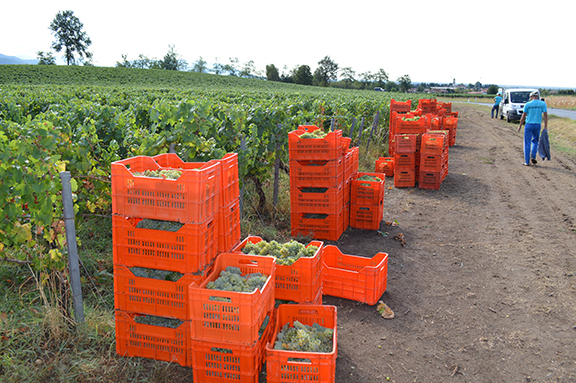 harvesting grapes in franciacorta when