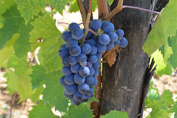 best sangiovese chianti classico 2015