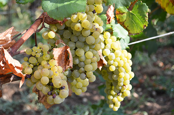 franciacorta monica larner