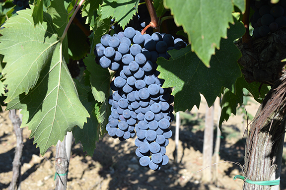 sangiovese grosso
