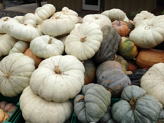 buy thanksgiving ornamental pumpkins