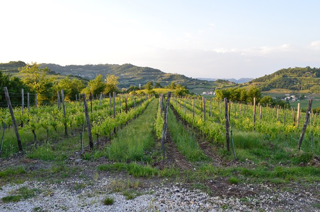 maule biancara vineyards winery