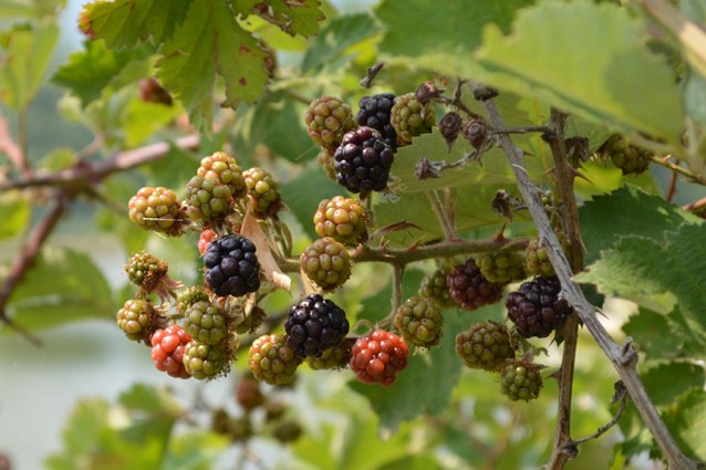 wild blackberries
