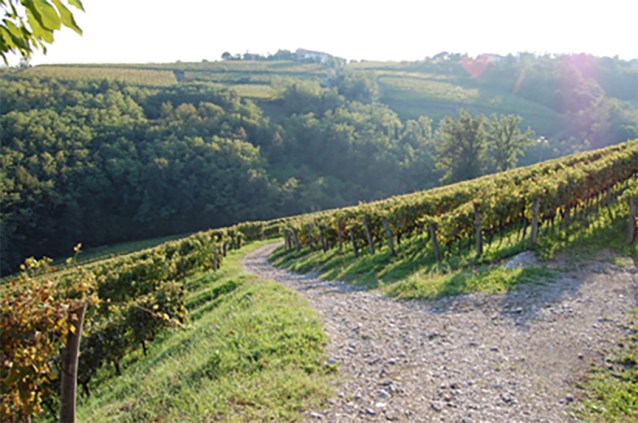 radikon-wine-vineyard-oslavje