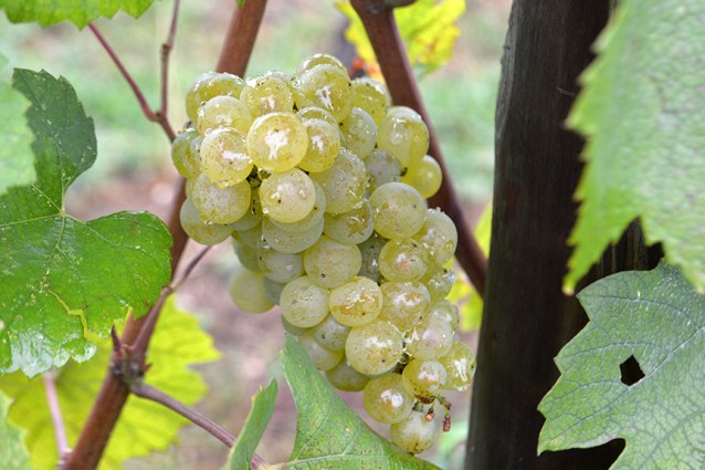 wine-writing-wine-blogging-difference