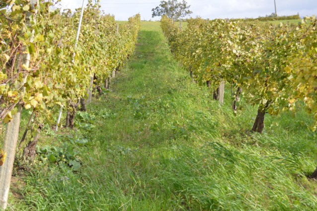 natural-organic-vineyards